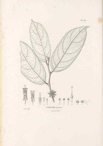 Reproducción/Reproduction 49521713746: Nova genera et species plantarum :. Antverpiae :Ex officina Christophori Plantini ...,1576.. 