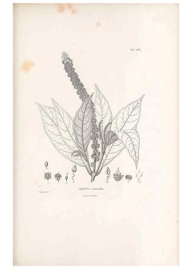 Reproducción/Reproduction 49521713391: Nova genera et species plantarum :. Antverpiae :Ex officina Christophori Plantini ...,1576.. 