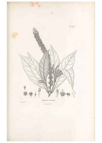 Reproducción/Reproduction 49521713391: Nova genera et species plantarum :. Antverpiae :Ex officina Christophori Plantini ...,1576.. 
