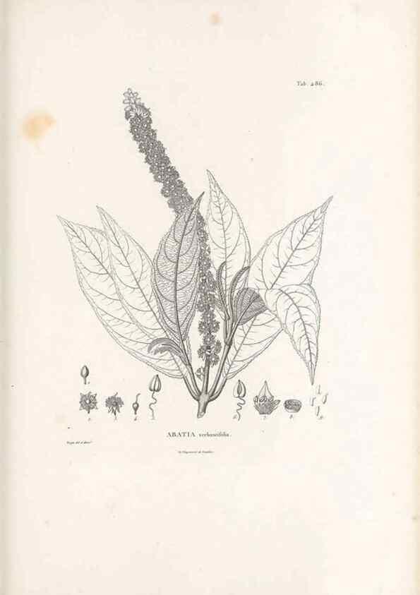 Reproducción/Reproduction 49521713391: Nova genera et species plantarum :. Antverpiae :Ex officina Christophori Plantini ...,1576.. 