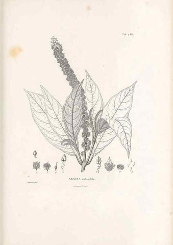 Reproducción/Reproduction 49521713391: Nova genera et species plantarum :. Antverpiae :Ex officina Christophori Plantini ...,1576.. 