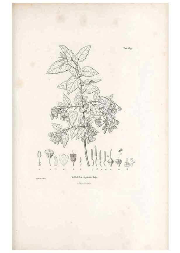 Reproducción/Reproduction 49521189178: Nova genera et species plantarum :. Antverpiae :Ex officina Christophori Plantini ...,1576.. 