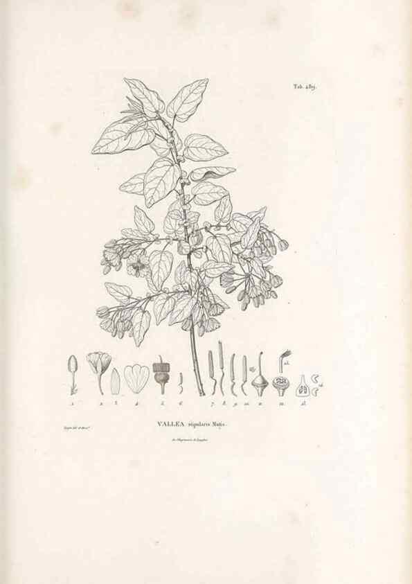 Reproducción/Reproduction 49521189178: Nova genera et species plantarum :. Antverpiae :Ex officina Christophori Plantini ...,1576.. 