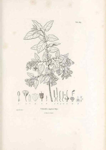 Reproducción/Reproduction 49521189178: Nova genera et species plantarum :. Antverpiae :Ex officina Christophori Plantini ...,1576.. 