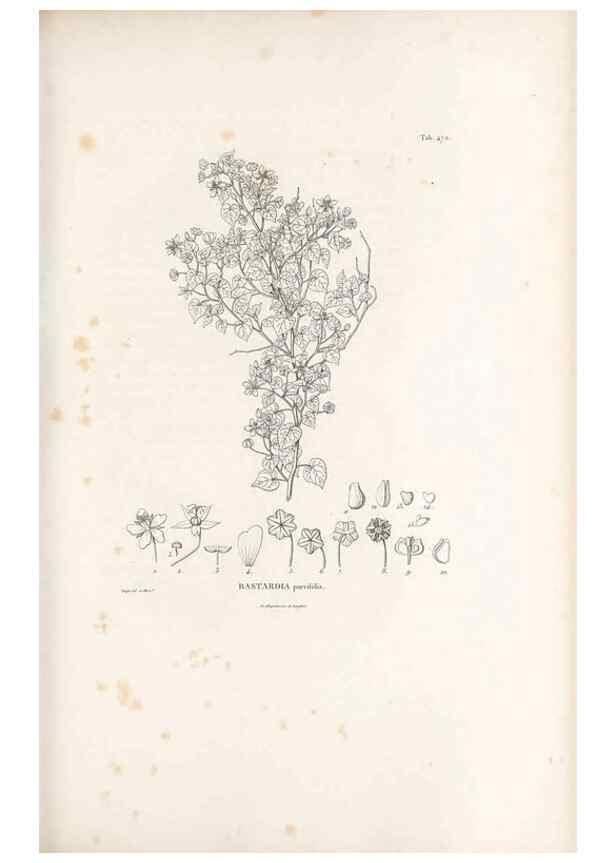Reproducción/Reproduction 49521184858: Nova genera et species plantarum :. Antverpiae :Ex officina Christophori Plantini ...,1576.. 