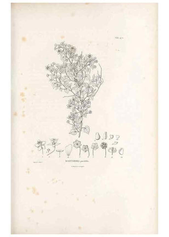 Reproducción/Reproduction 49521184858: Nova genera et species plantarum :. Antverpiae :Ex officina Christophori Plantini ...,1576.. 