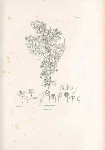 Reproducción/Reproduction 49521184858: Nova genera et species plantarum :. Antverpiae :Ex officina Christophori Plantini ...,1576.. 