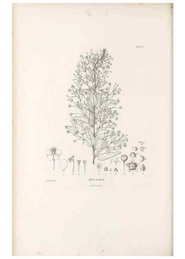 Reproducción/Reproduction 49521708756: Nova genera et species plantarum :. Antverpiae :Ex officina Christophori Plantini ...,1576.. 