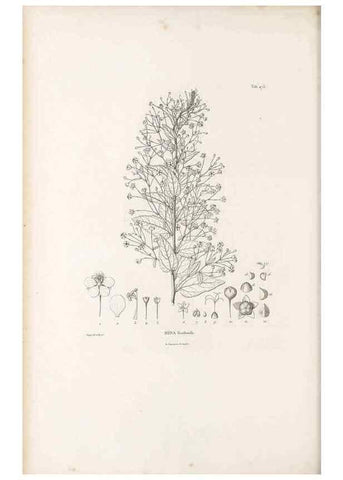 Reproducción/Reproduction 49521708756: Nova genera et species plantarum :. Antverpiae :Ex officina Christophori Plantini ...,1576.. 