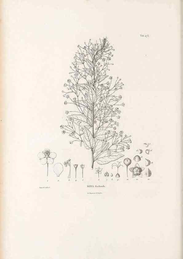 Reproducción/Reproduction 49521708756: Nova genera et species plantarum :. Antverpiae :Ex officina Christophori Plantini ...,1576.. 
