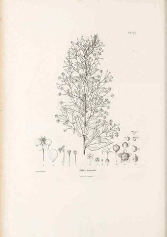 Reproducción/Reproduction 49521708756: Nova genera et species plantarum :. Antverpiae :Ex officina Christophori Plantini ...,1576.. 