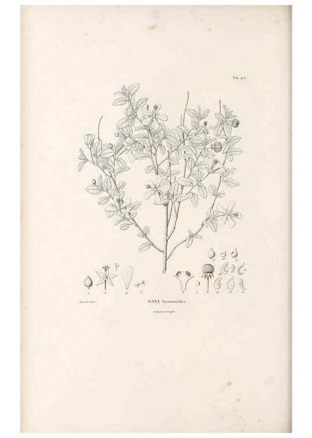 Reproducción/Reproduction 49521185348: Nova genera et species plantarum :. Antverpiae :Ex officina Christophori Plantini ...,1576.. 