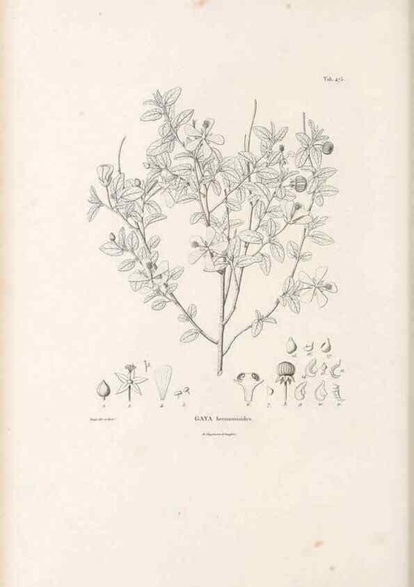 Reproducción/Reproduction 49521185348: Nova genera et species plantarum :. Antverpiae :Ex officina Christophori Plantini ...,1576.. 