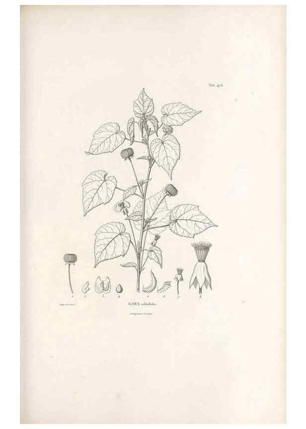 Reproducción/Reproduction 49521185553: Nova genera et species plantarum :. Antverpiae :Ex officina Christophori Plantini ...,1576.. 