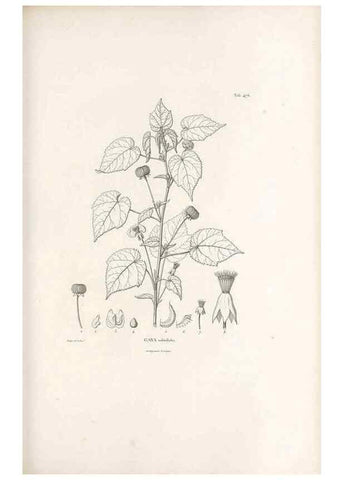 Reproducción/Reproduction 49521185553: Nova genera et species plantarum :. Antverpiae :Ex officina Christophori Plantini ...,1576.. 