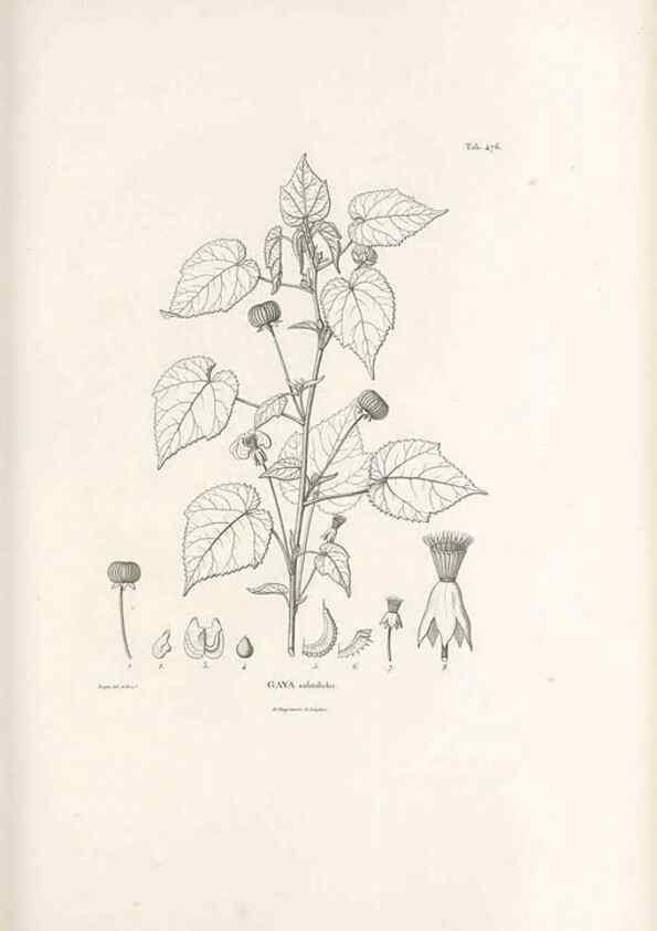 Reproducción/Reproduction 49521185553: Nova genera et species plantarum :. Antverpiae :Ex officina Christophori Plantini ...,1576.. 
