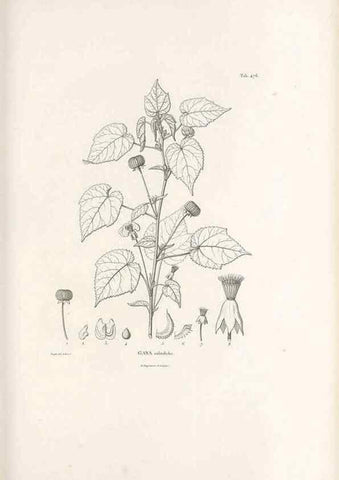 Reproducción/Reproduction 49521185553: Nova genera et species plantarum :. Antverpiae :Ex officina Christophori Plantini ...,1576.. 