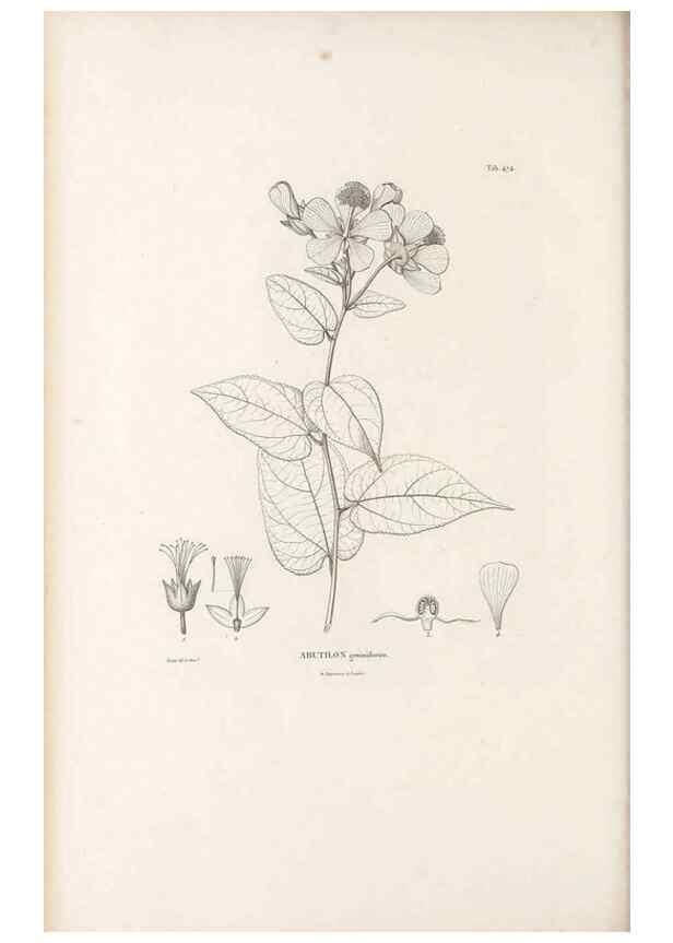Reproducción/Reproduction 49521922287: Nova genera et species plantarum :. Antverpiae :Ex officina Christophori Plantini ...,1576.. 