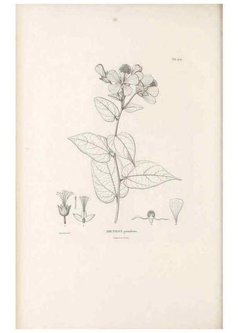 Reproducción/Reproduction 49521922287: Nova genera et species plantarum :. Antverpiae :Ex officina Christophori Plantini ...,1576.. 