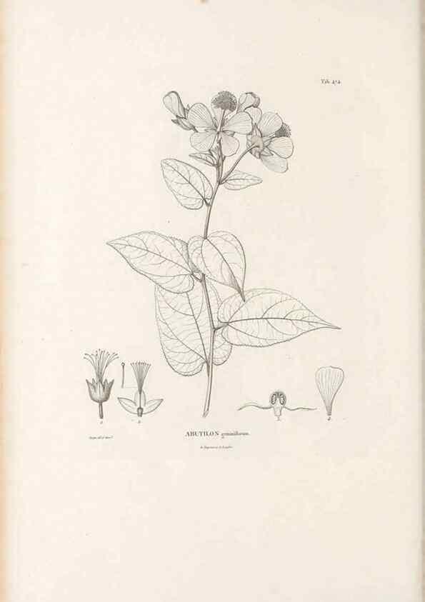 Reproducción/Reproduction 49521922287: Nova genera et species plantarum :. Antverpiae :Ex officina Christophori Plantini ...,1576.. 
