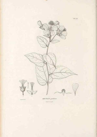 Reproducción/Reproduction 49521922287: Nova genera et species plantarum :. Antverpiae :Ex officina Christophori Plantini ...,1576.. 