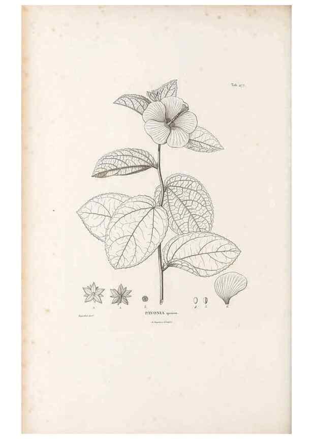 Reproducción/Reproduction 49521186063: Nova genera et species plantarum :. Antverpiae :Ex officina Christophori Plantini ...,1576.. 