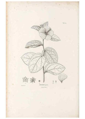 Reproducción/Reproduction 49521186063: Nova genera et species plantarum :. Antverpiae :Ex officina Christophori Plantini ...,1576.. 
