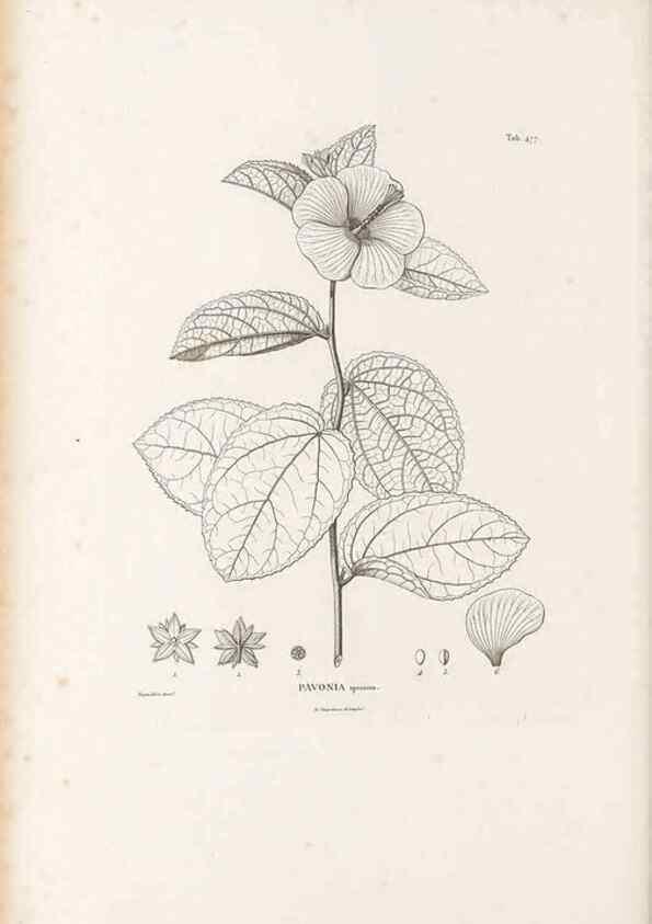 Reproducción/Reproduction 49521186063: Nova genera et species plantarum :. Antverpiae :Ex officina Christophori Plantini ...,1576.. 