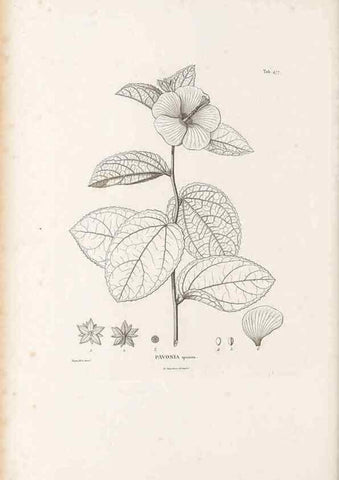 Reproducción/Reproduction 49521186063: Nova genera et species plantarum :. Antverpiae :Ex officina Christophori Plantini ...,1576.. 