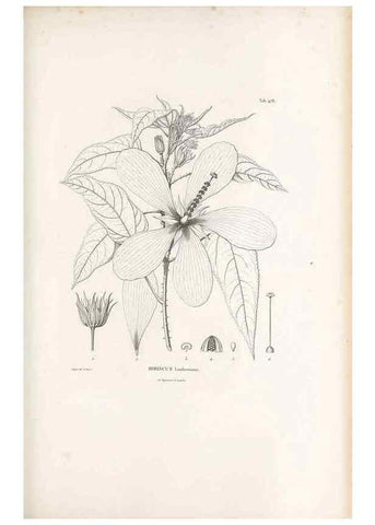 Reproducción/Reproduction 49521186278: Nova genera et species plantarum :. Antverpiae :Ex officina Christophori Plantini ...,1576.. 