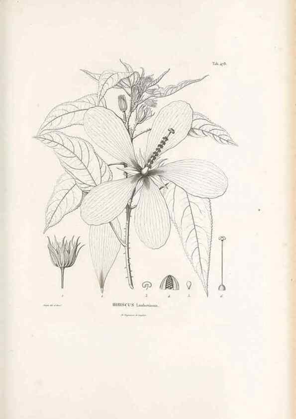 Reproducción/Reproduction 49521186278: Nova genera et species plantarum :. Antverpiae :Ex officina Christophori Plantini ...,1576.. 