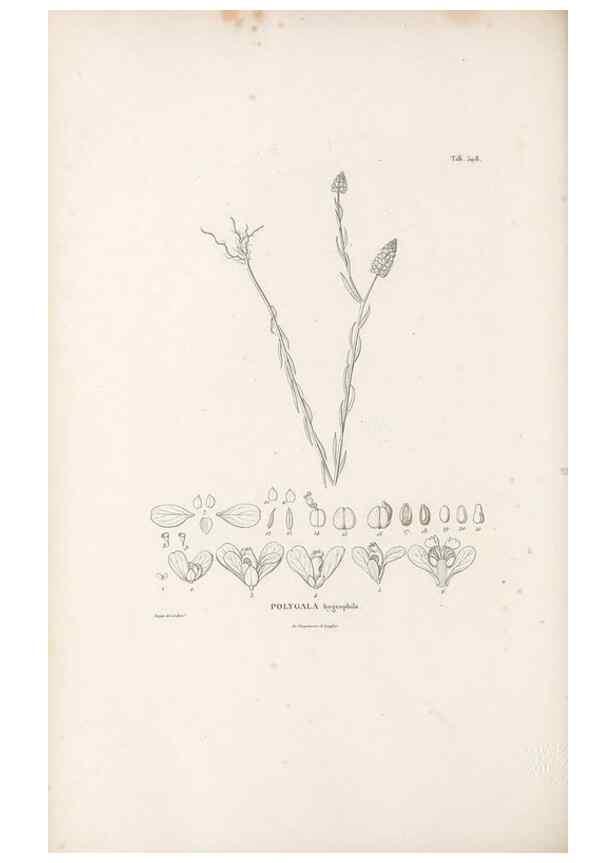 Reproducción/Reproduction 49521194838: Nova genera et species plantarum :. Antverpiae :Ex officina Christophori Plantini ...,1576.. 