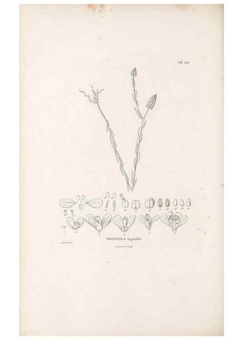 Reproducción/Reproduction 49521194838: Nova genera et species plantarum :. Antverpiae :Ex officina Christophori Plantini ...,1576.. 