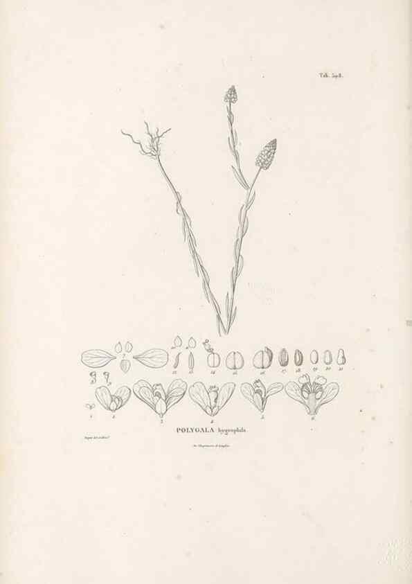 Reproducción/Reproduction 49521194838: Nova genera et species plantarum :. Antverpiae :Ex officina Christophori Plantini ...,1576.. 