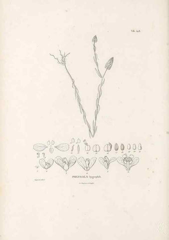 Reproducción/Reproduction 49521194838: Nova genera et species plantarum :. Antverpiae :Ex officina Christophori Plantini ...,1576.. 