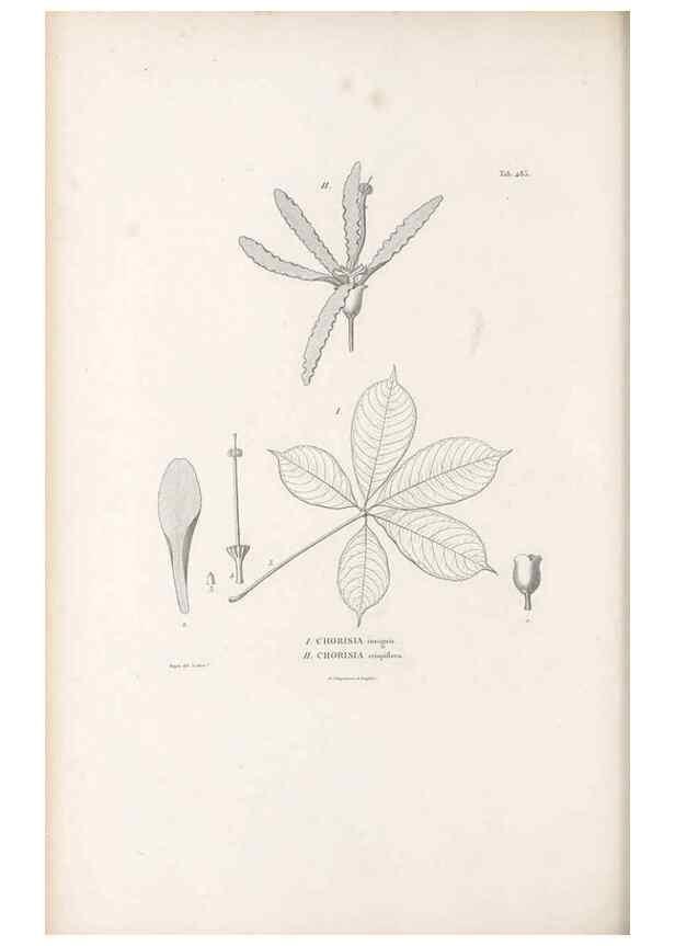 Reproducción/Reproduction 49521923087: Nova genera et species plantarum :. Antverpiae :Ex officina Christophori Plantini ...,1576.. 