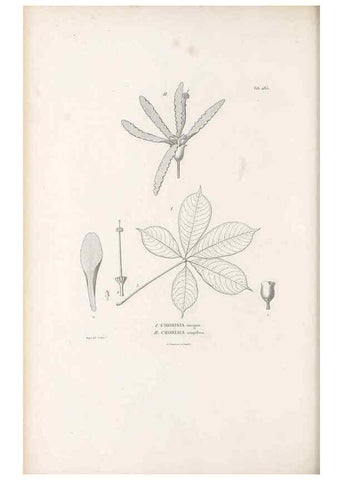 Reproducción/Reproduction 49521923087: Nova genera et species plantarum :. Antverpiae :Ex officina Christophori Plantini ...,1576.. 