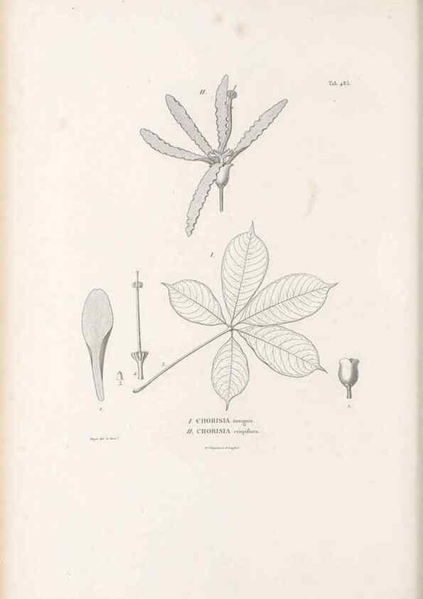 Reproducción/Reproduction 49521923087: Nova genera et species plantarum :. Antverpiae :Ex officina Christophori Plantini ...,1576.. 