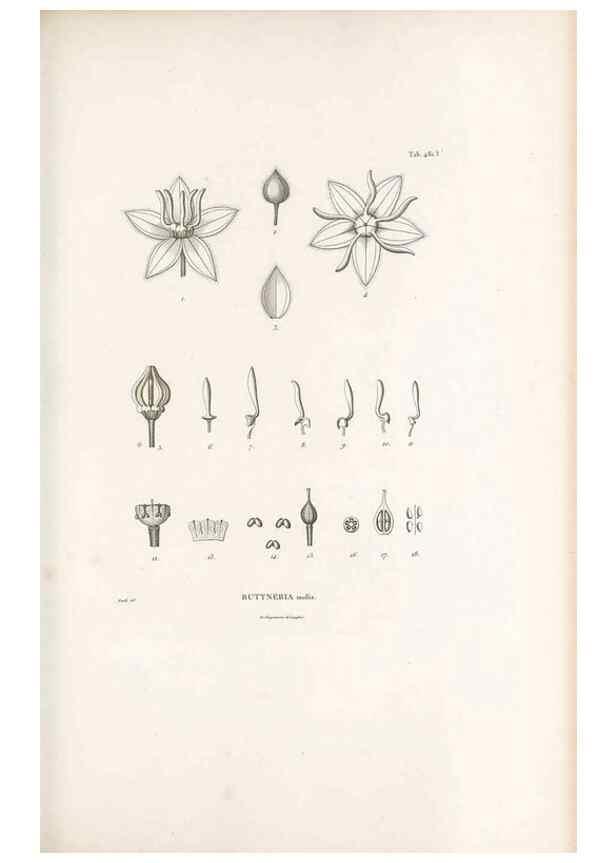 Reproducción/Reproduction 49521710946: Nova genera et species plantarum :. Antverpiae :Ex officina Christophori Plantini ...,1576.. 