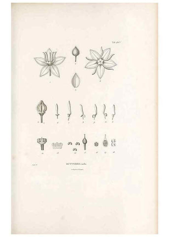 Reproducción/Reproduction 49521710946: Nova genera et species plantarum :. Antverpiae :Ex officina Christophori Plantini ...,1576.. 