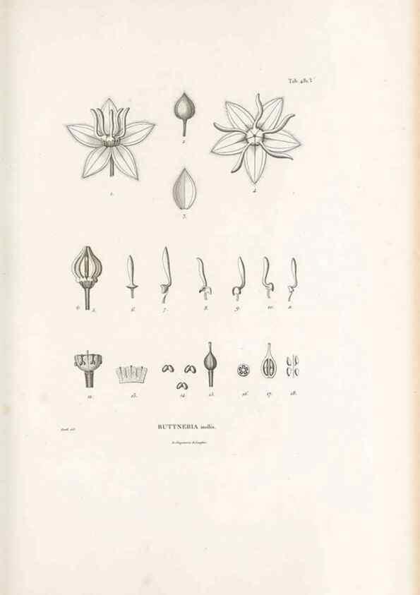 Reproducción/Reproduction 49521710946: Nova genera et species plantarum :. Antverpiae :Ex officina Christophori Plantini ...,1576.. 