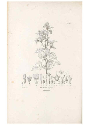 Reproducción/Reproduction 49521711261: Nova genera et species plantarum :. Antverpiae :Ex officina Christophori Plantini ...,1576.. 