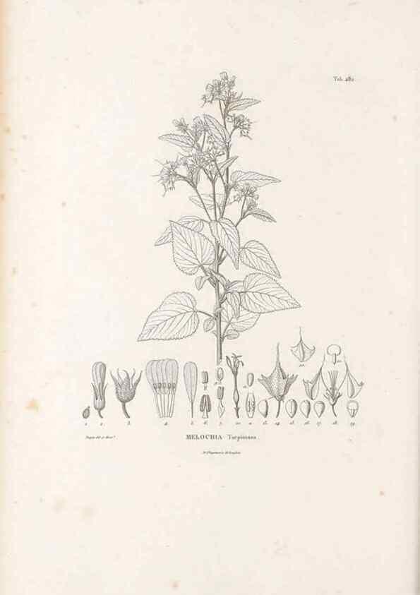Reproducción/Reproduction 49521711261: Nova genera et species plantarum :. Antverpiae :Ex officina Christophori Plantini ...,1576.. 
