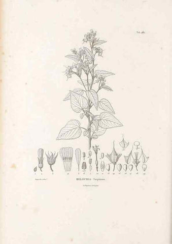 Reproducción/Reproduction 49521711261: Nova genera et species plantarum :. Antverpiae :Ex officina Christophori Plantini ...,1576.. 
