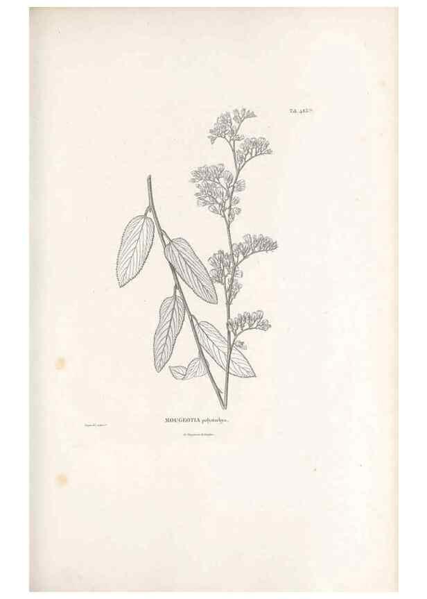 Reproducción/Reproduction 49521924362: Nova genera et species plantarum :. Antverpiae :Ex officina Christophori Plantini ...,1576.. 