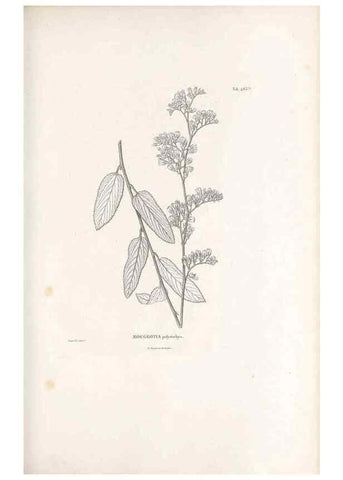 Reproducción/Reproduction 49521924362: Nova genera et species plantarum :. Antverpiae :Ex officina Christophori Plantini ...,1576.. 