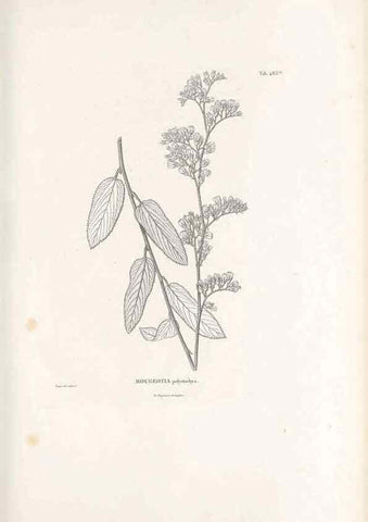Reproducción/Reproduction 49521924362: Nova genera et species plantarum :. Antverpiae :Ex officina Christophori Plantini ...,1576.. 