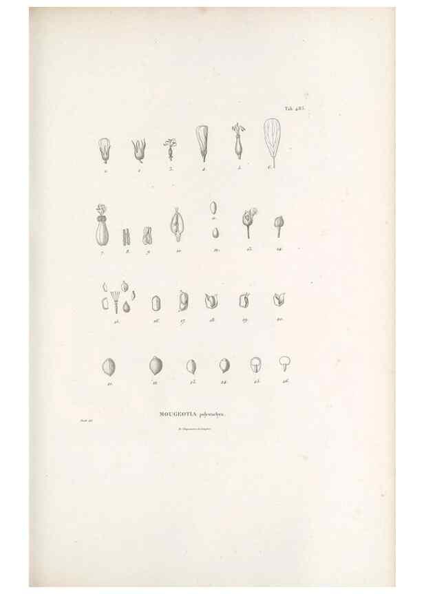Reproducción/Reproduction 49521188083: Nova genera et species plantarum :. Antverpiae :Ex officina Christophori Plantini ...,1576.. 