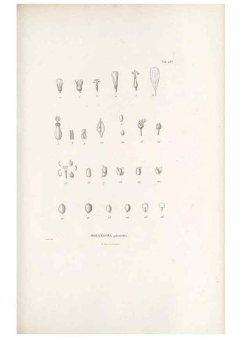 Reproducción/Reproduction 49521188083: Nova genera et species plantarum :. Antverpiae :Ex officina Christophori Plantini ...,1576.. 