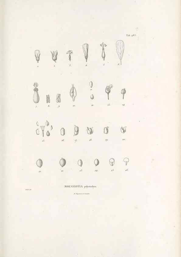 Reproducción/Reproduction 49521188083: Nova genera et species plantarum :. Antverpiae :Ex officina Christophori Plantini ...,1576.. 
